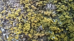 Polycauliona candelaria