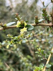 Lonicera ligustrina