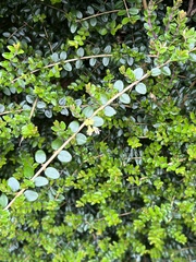 Lonicera ligustrina