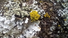 Polycauliona candelaria