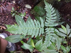 Pteris terminalis