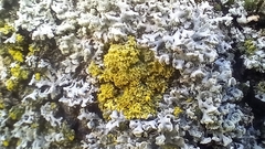 Polycauliona candelaria