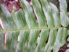 Pteris terminalis