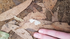 Poecilasthena pulchraria