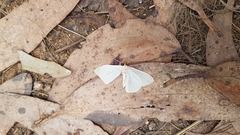 Poecilasthena pulchraria