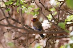 Granatina ianthinogaster