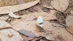 Poecilasthena pulchraria