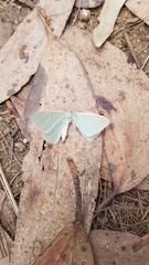 Poecilasthena pulchraria