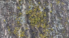 Polycauliona candelaria