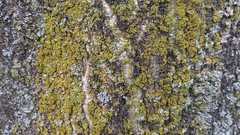 Polycauliona candelaria