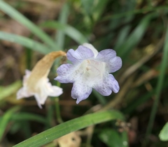 Strobilanthes formosana