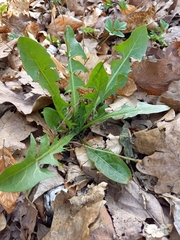 Taraxacum officinale