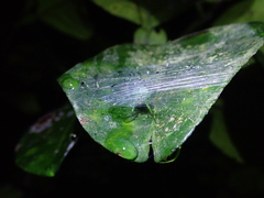 Bijoaraneus