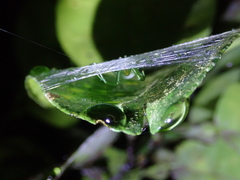 Bijoaraneus