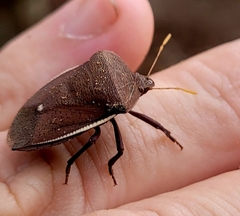 Basicryptus costalis