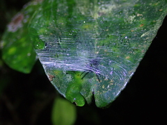 Bijoaraneus