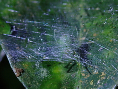 Bijoaraneus