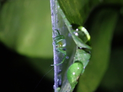 Bijoaraneus