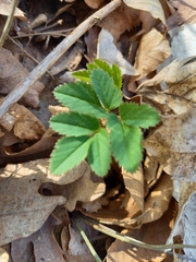 Aegopodium podagraria
