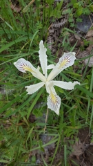 Iris tenuissima