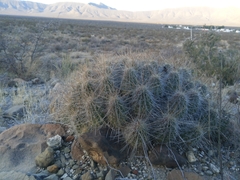 Echinocereus stramineus