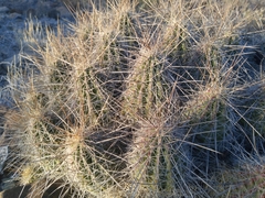 Echinocereus stramineus
