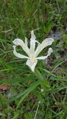 Iris tenuissima