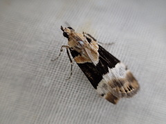 Eudonia aspidota