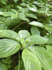 Cornus sessilis