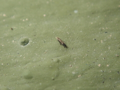Echinothrips americanus