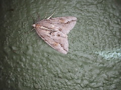 Pseudocoremia lupinata