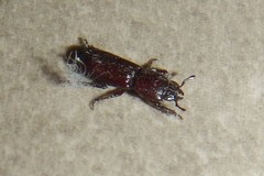 Figulus lilliputanus