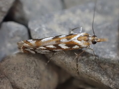 Orocrambus xanthogrammus