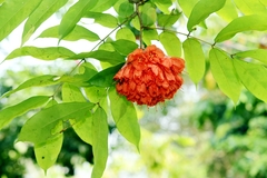 Brownea ariza
