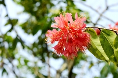 Brownea coccinea