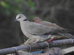 Streptopelia vinacea