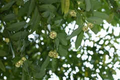 Sphaerocoryne affinis