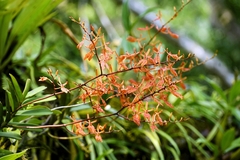 Renanthera