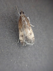 Eudonia asterisca