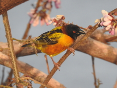 Ploceus cucullatus cucullatus