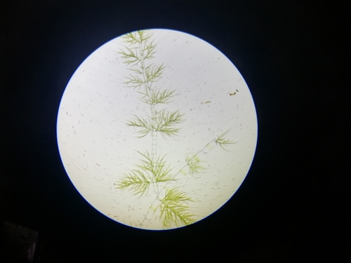 Draparnaldia mutabilis observed 2022-03-29