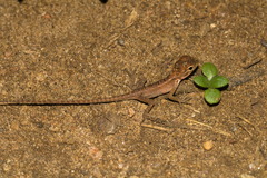 Calotes versicolor