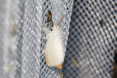 Sphrageidus xanthorrhoea