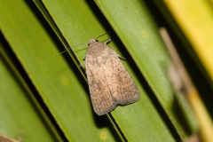Lepidoptera