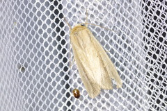 Lepidoptera