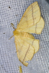 Eupterote bifasciata