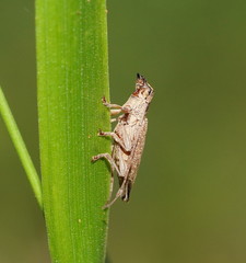 Temnosternus planiusculus