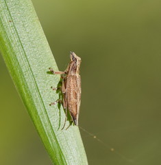 Temnosternus planiusculus