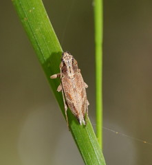 Temnosternus planiusculus