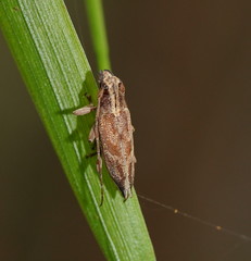 Temnosternus planiusculus